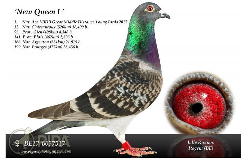 iPigeon.com - Racing Pigeon Auction