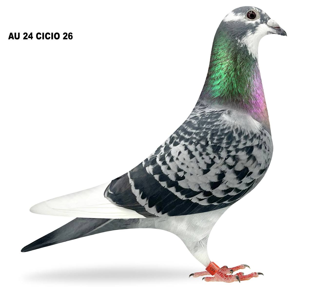 AU 24 CICIO 26 BCWF H