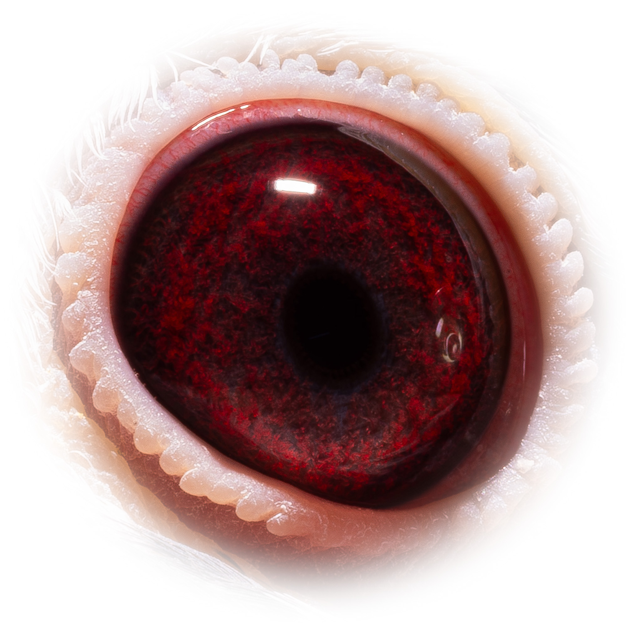 Preview Image 3