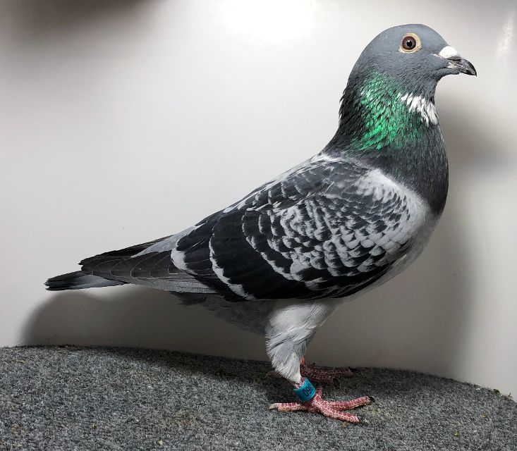 25360 RMR AU 2025 BCSP C