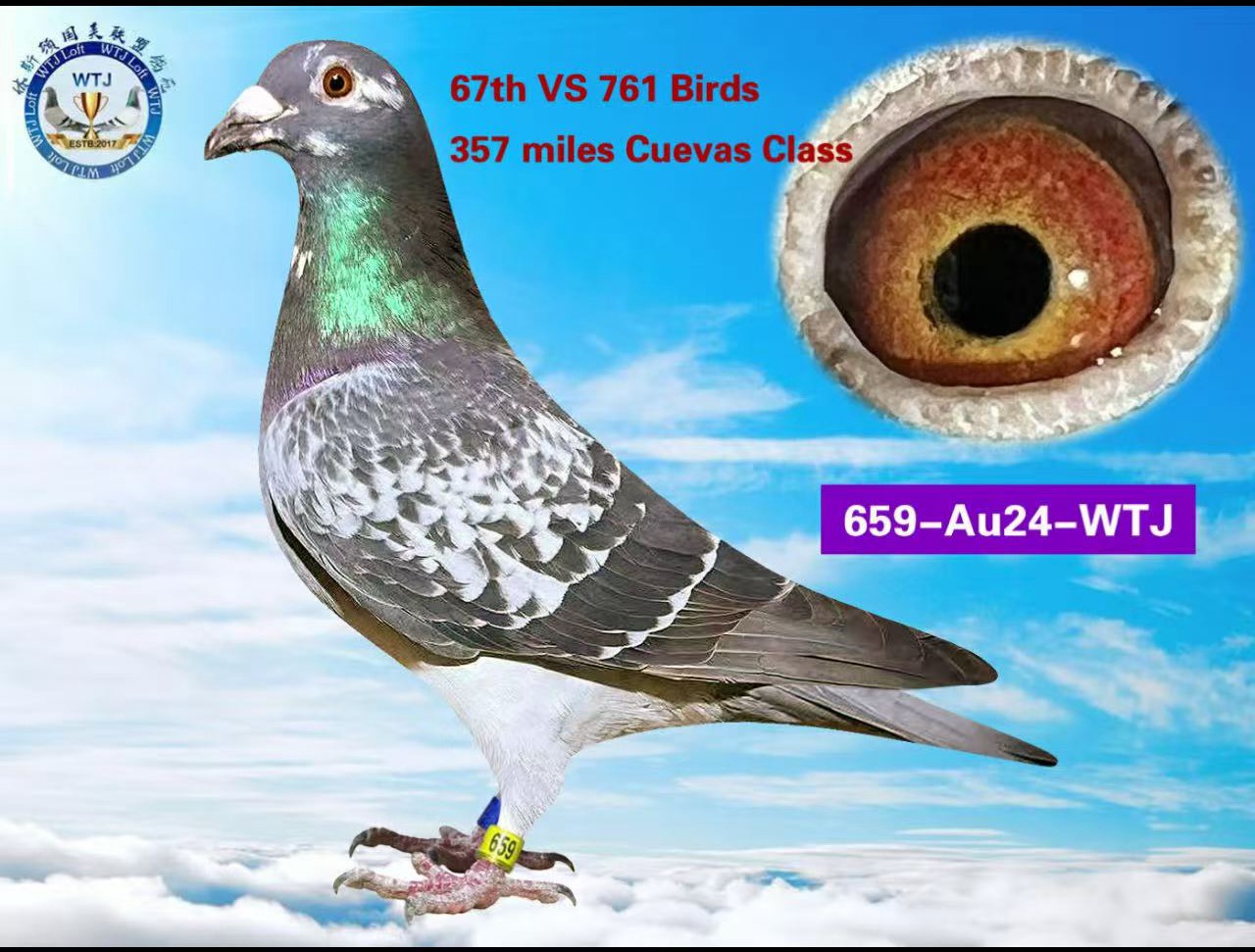 AU 24 -659-WTJ DCWF COCK