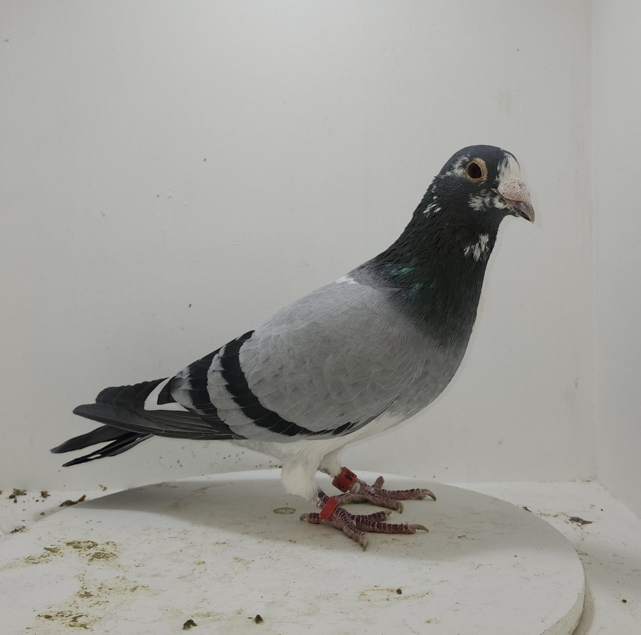 Phillips Family Loft