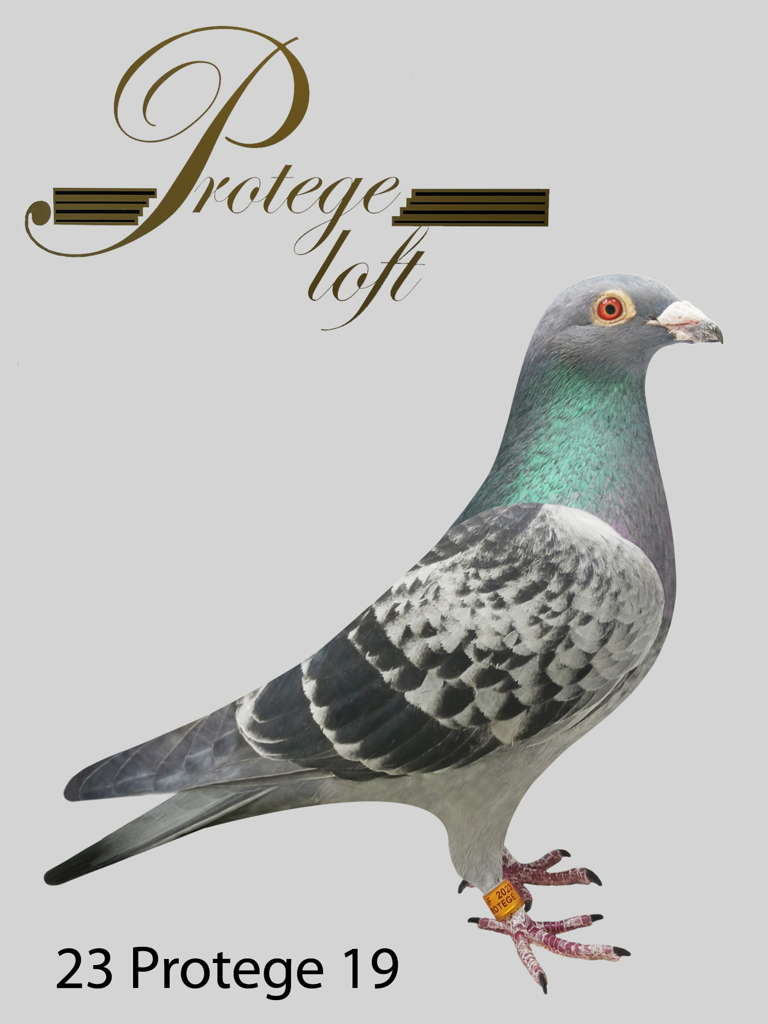 23 PROTEGE 19 - BLUE CHECK - HEN
