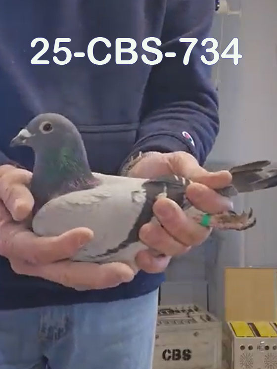 25-CBS-734 Blue cock. 