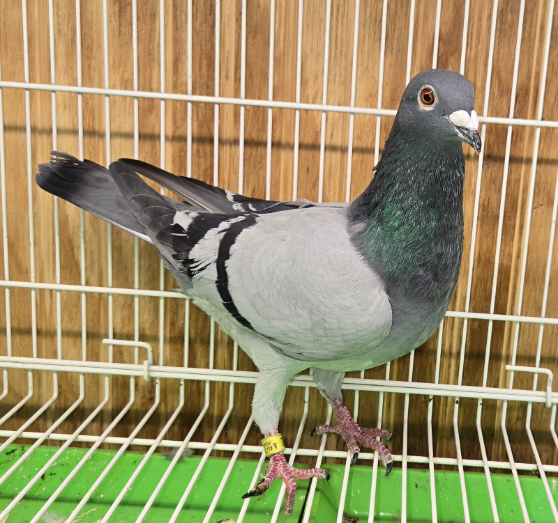 PEACH-25422-25 BB Hen