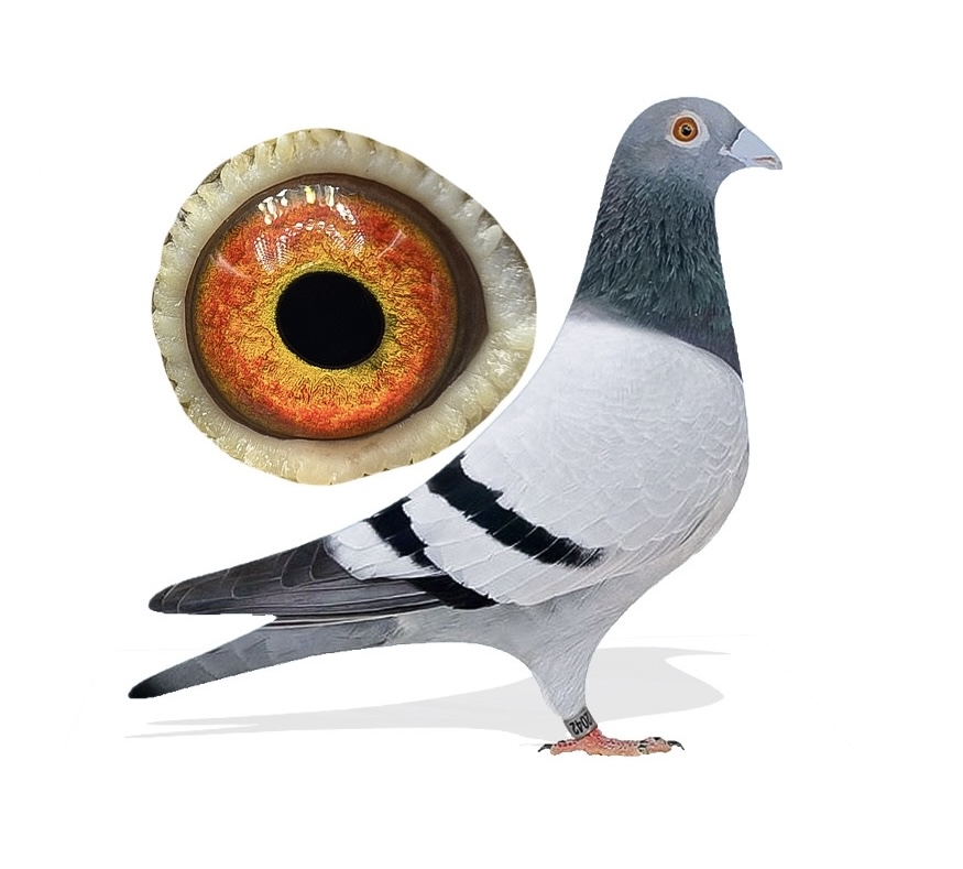 Kittle/ornat (Cock Bird)