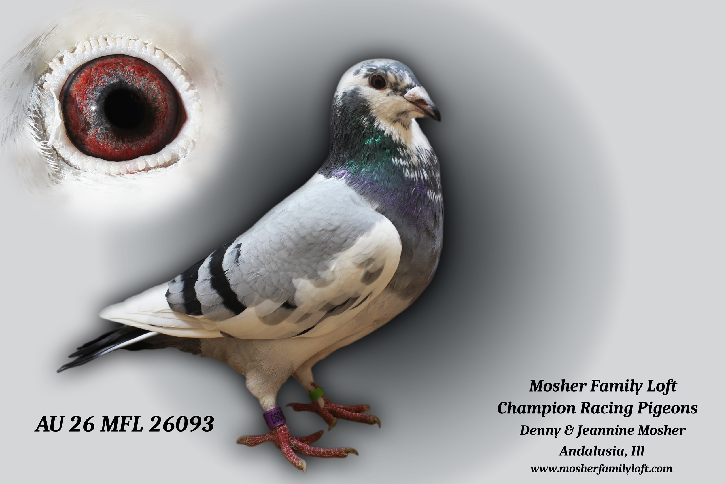AU 26 MFL 26093 Cock