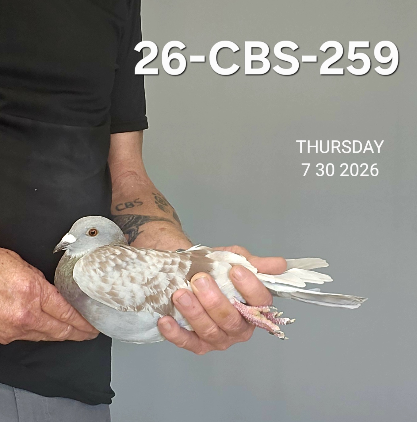 26-CBS-259 Red check cock.