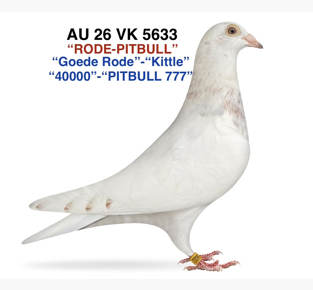 "Goede Rode"-"Kittle"-"40000"-"PITBULL 777)