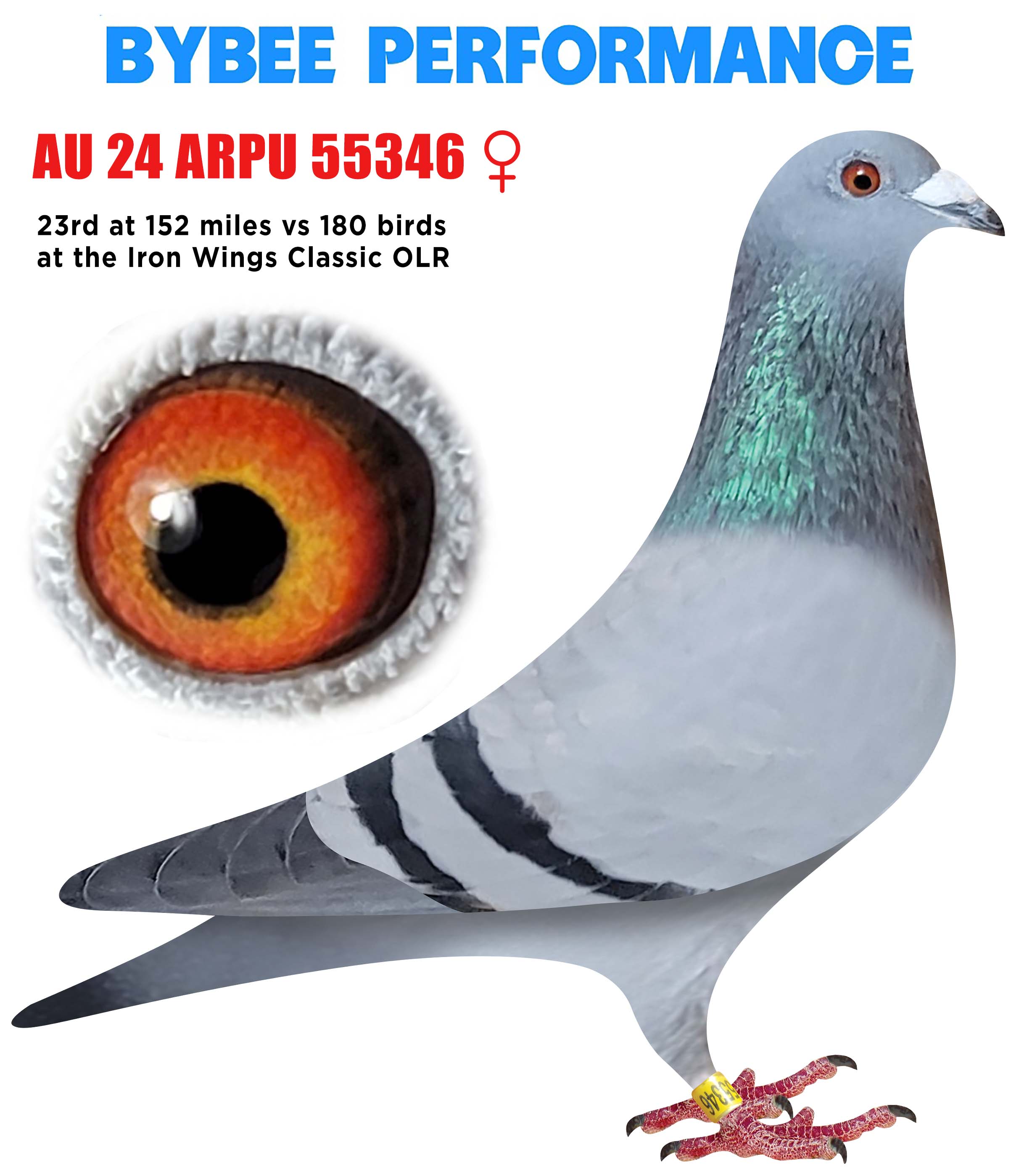 AU 24 ARPU 55346 BB Hen