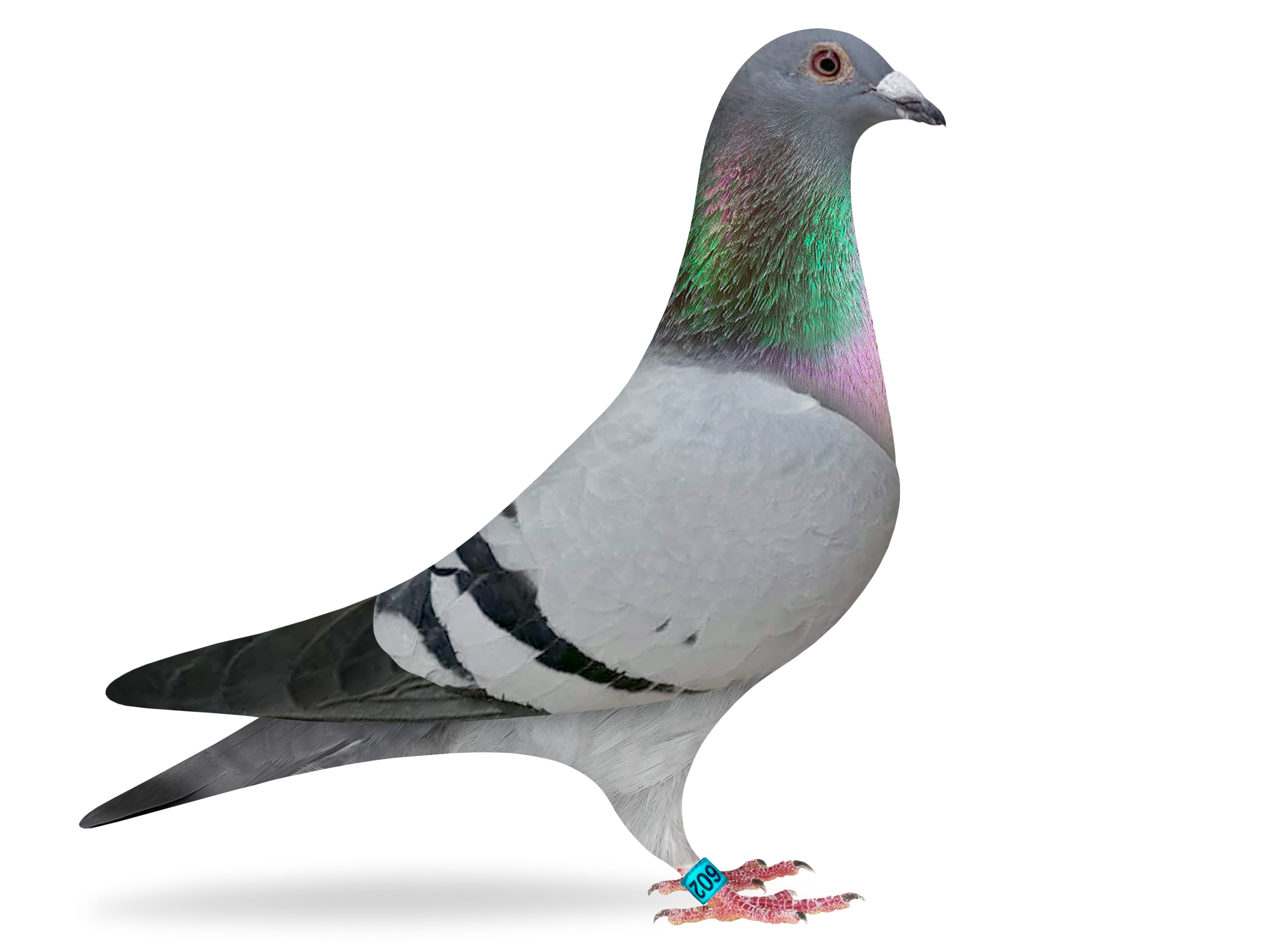 Donated by Jeff Lamberton