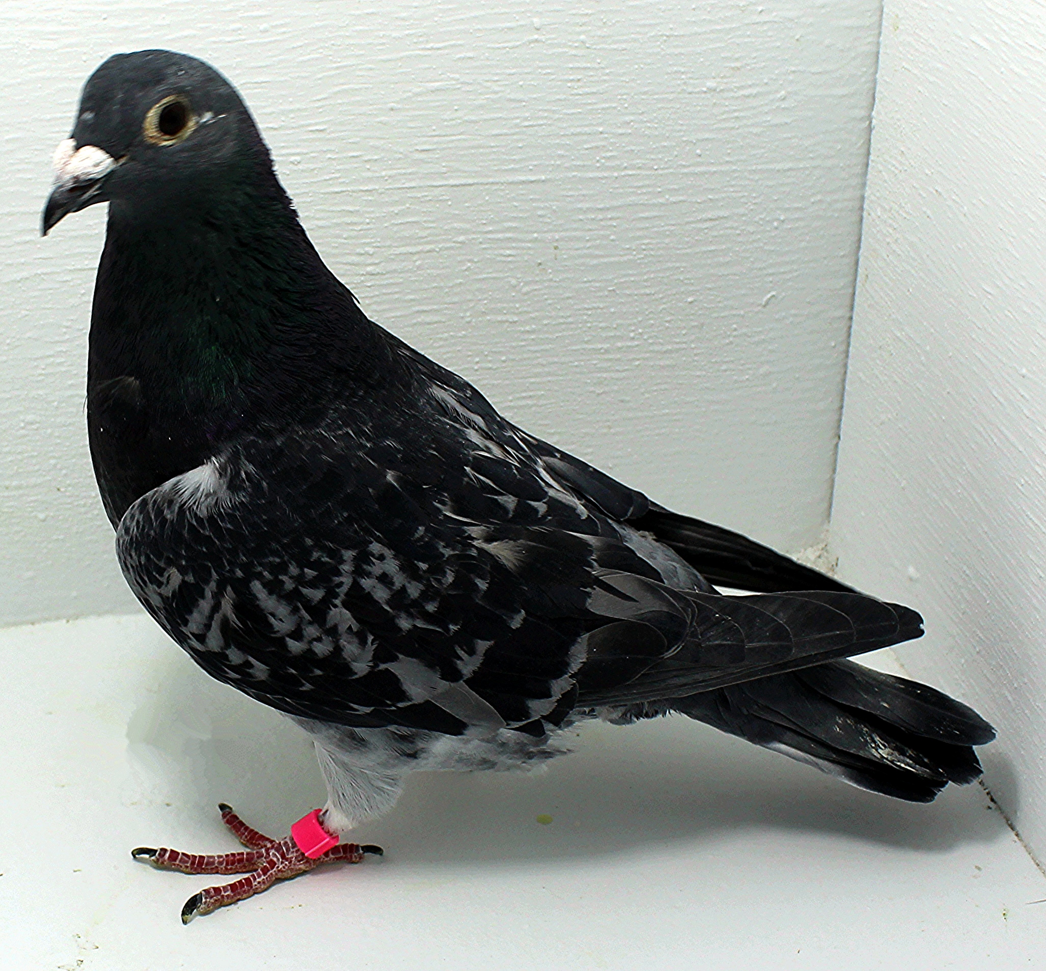 2513 NPA 2025 Pure Paul Sion