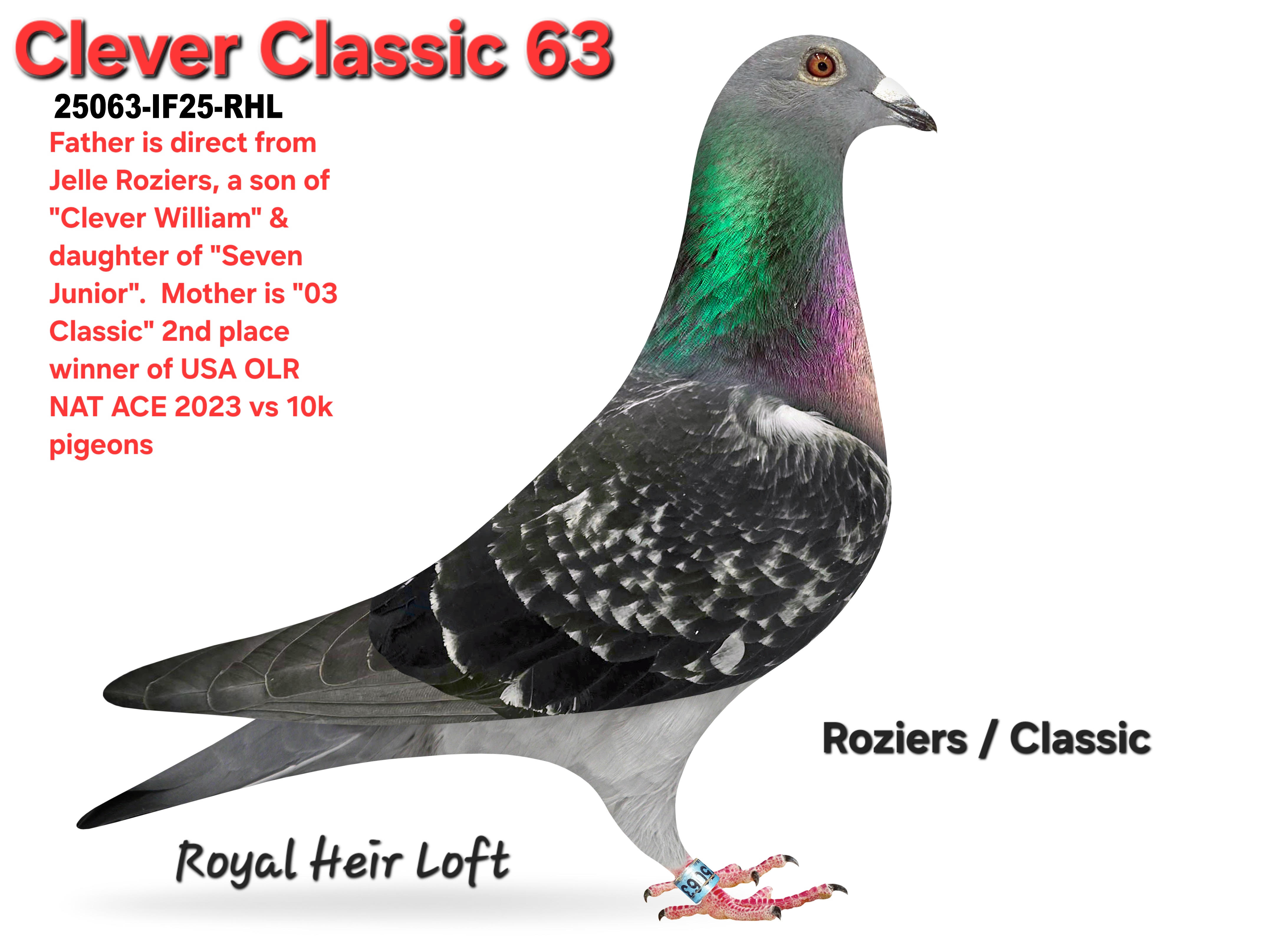 25063-IF25-RHL Dark Check Male