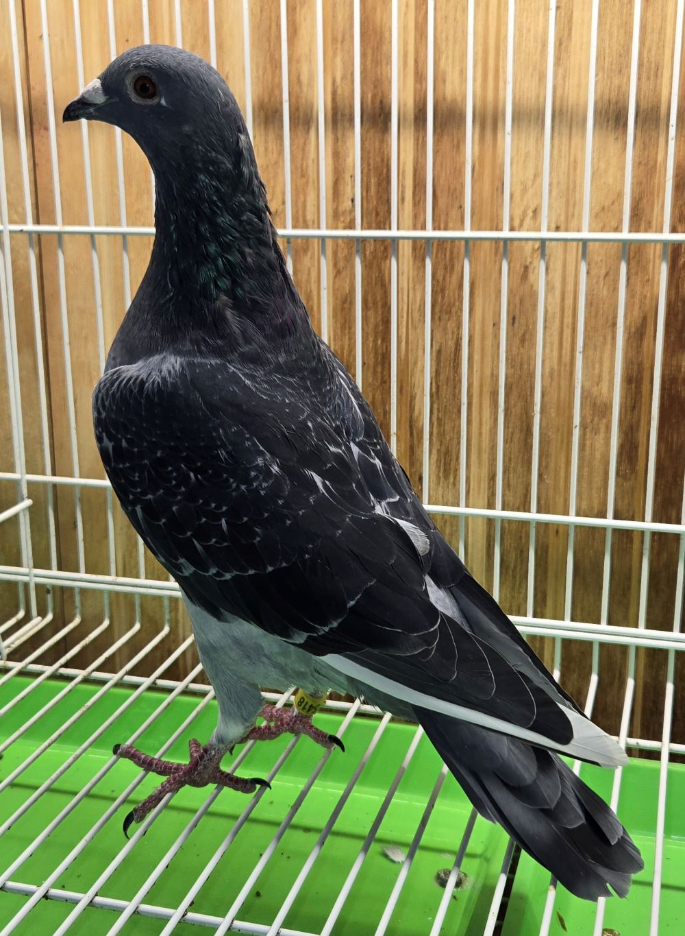 PEACH-25418-25 DCWF Hen