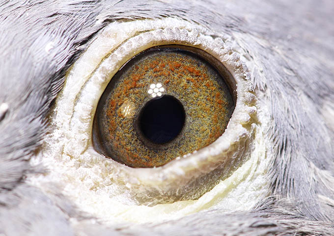 AU-24-FFR-513 and AU-25-BMR-564  