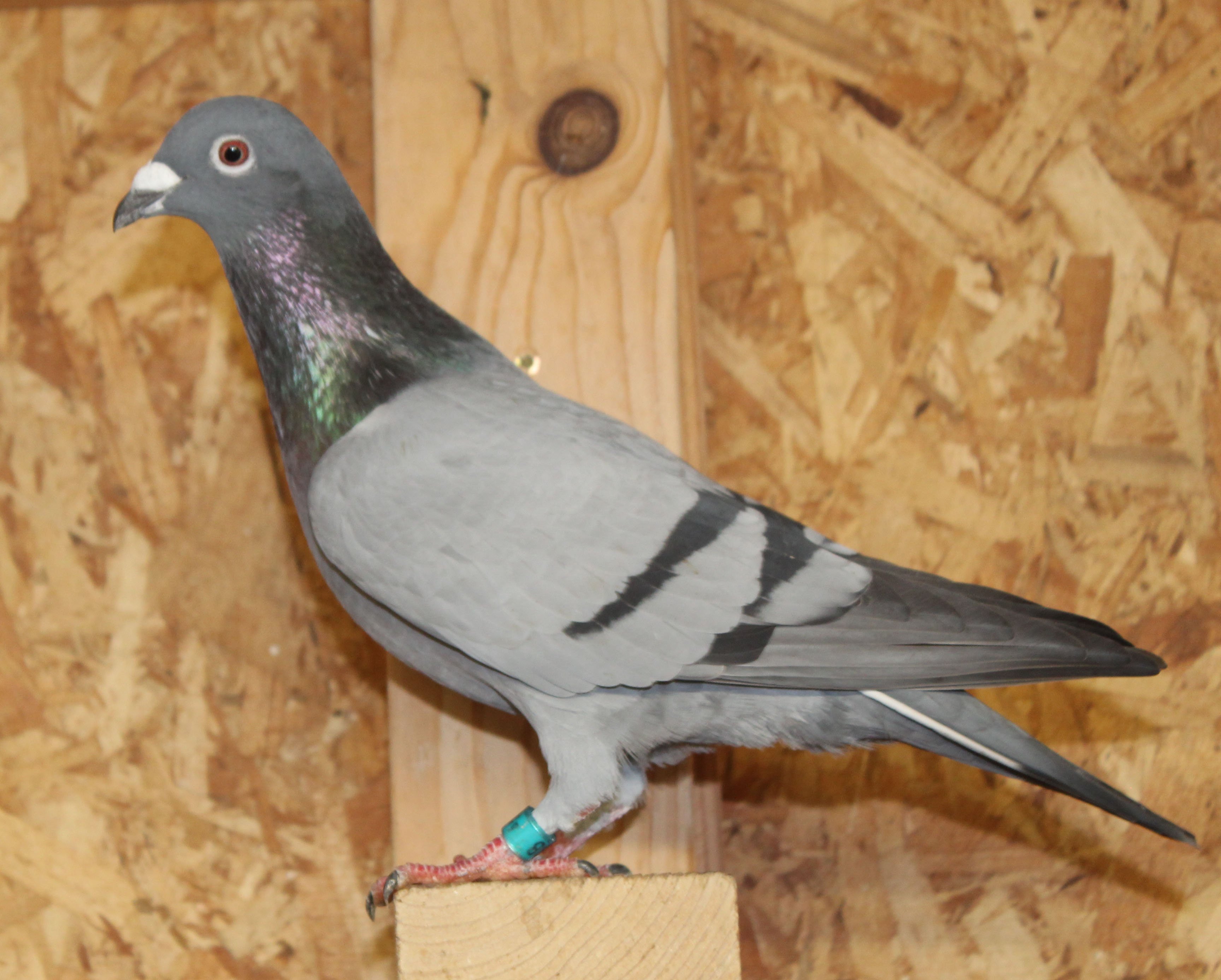 Sablon Leo Heremans Kannibaal Gaby Gallo