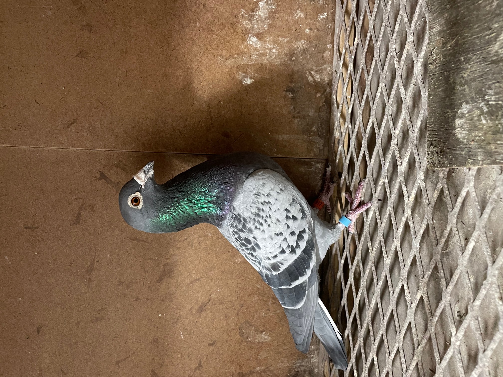 AU 2021 NA 917 OLR Blood