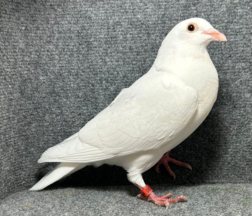 26880 RMR AU 2026 WHITE
