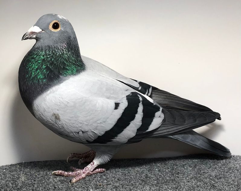 2517 WICK AU 2025 BBSP C