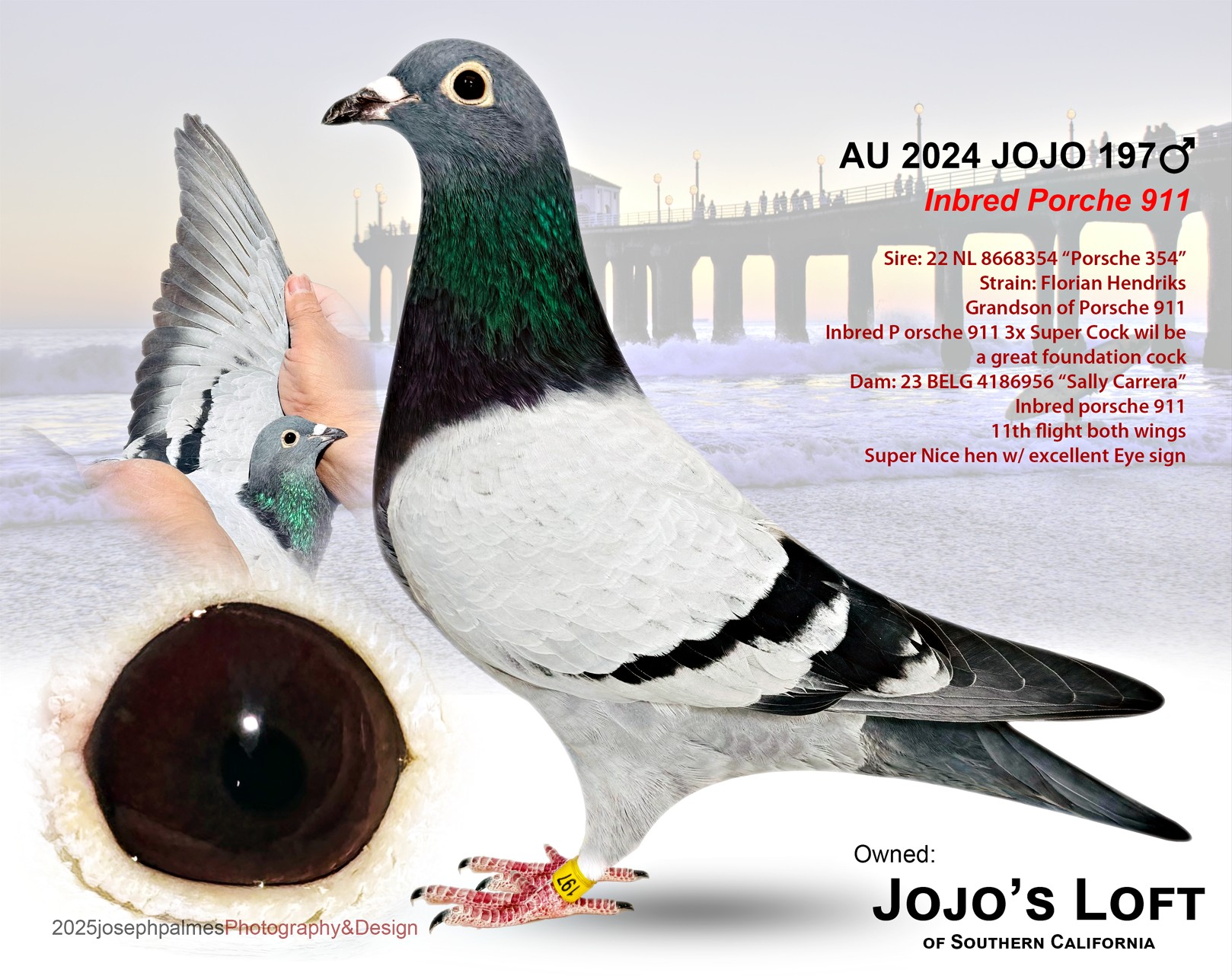 AU 2024 JOJO 197 BB INBRED PORSCHE 911