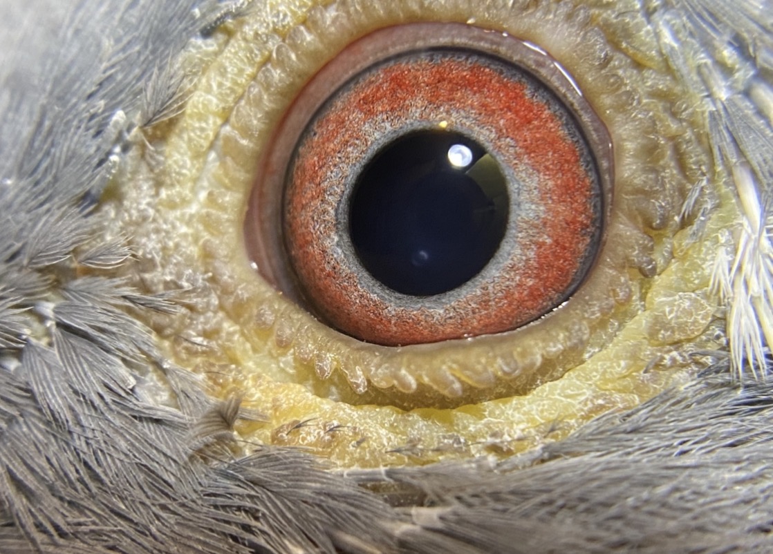 Preview Image 5