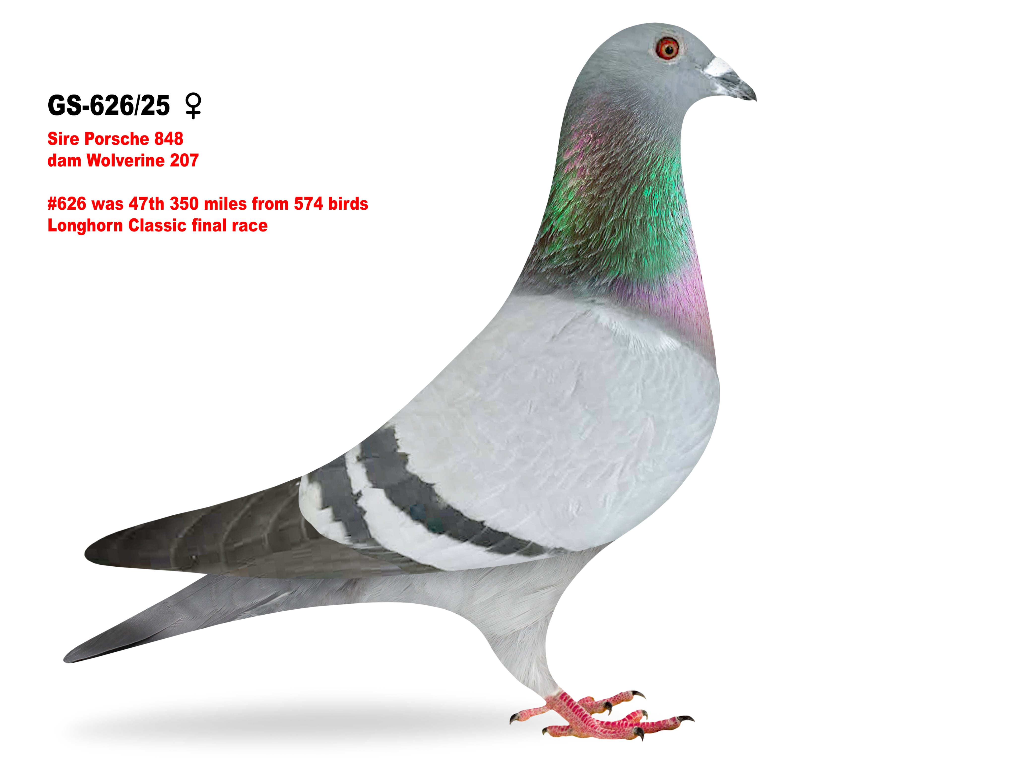 GS-626/25 Porsche/Wolverine hen