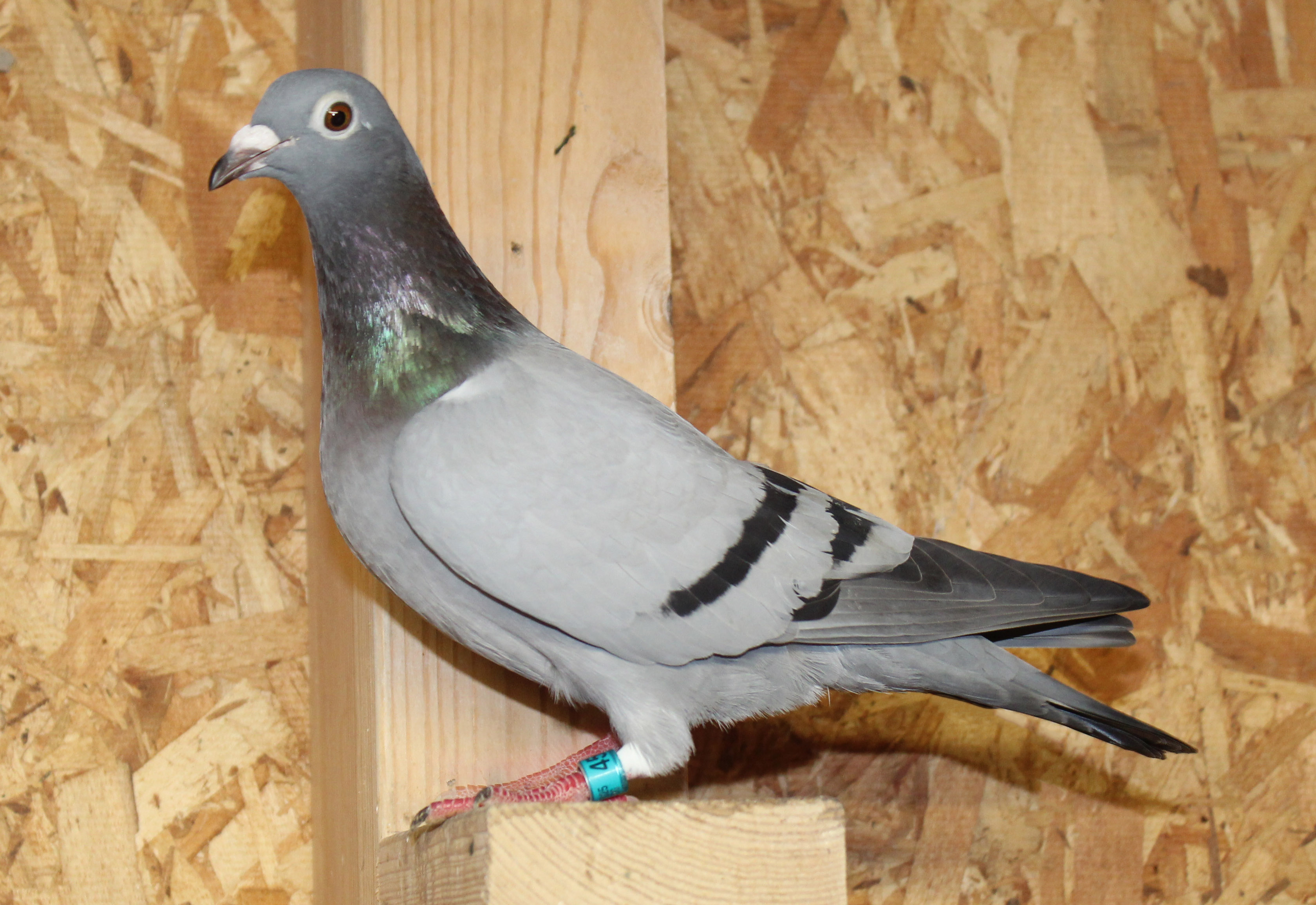 Kannibaal / Koopman / Gaby