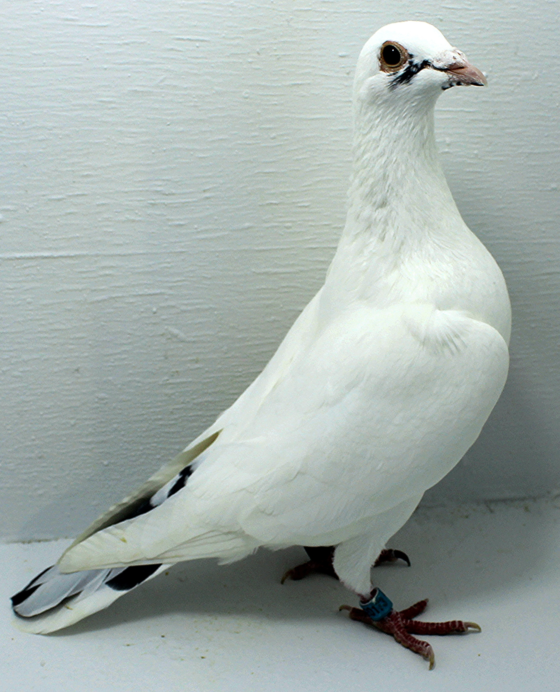 AU 20173 AA 2025 Pure Hansenne