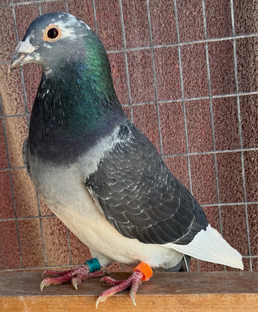 AU 2025 ARPU 112611 DCSPL COCK