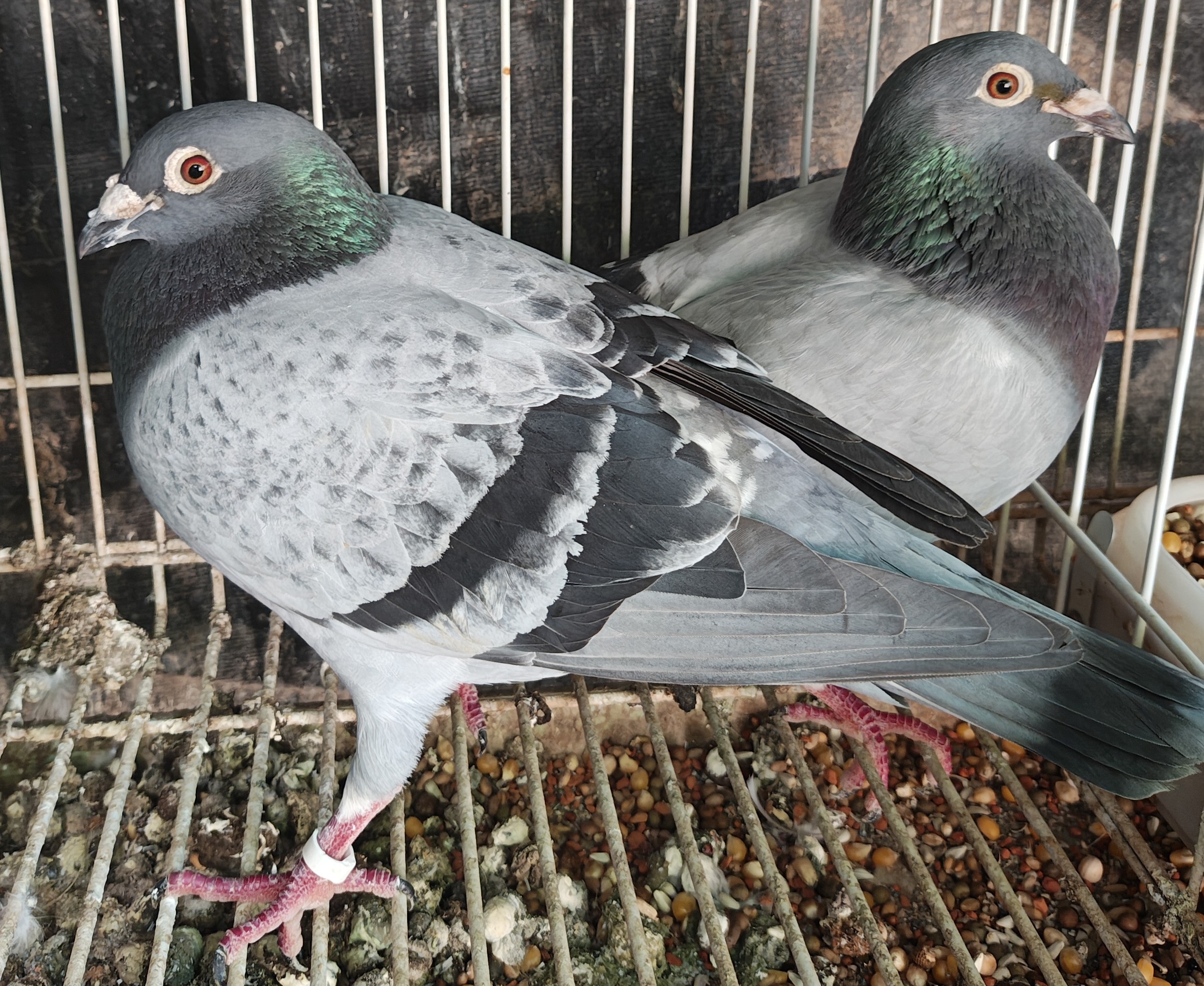 Superb Late Hatch Squabs
