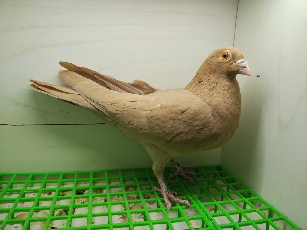 Recessive yellow Meuleman hen 