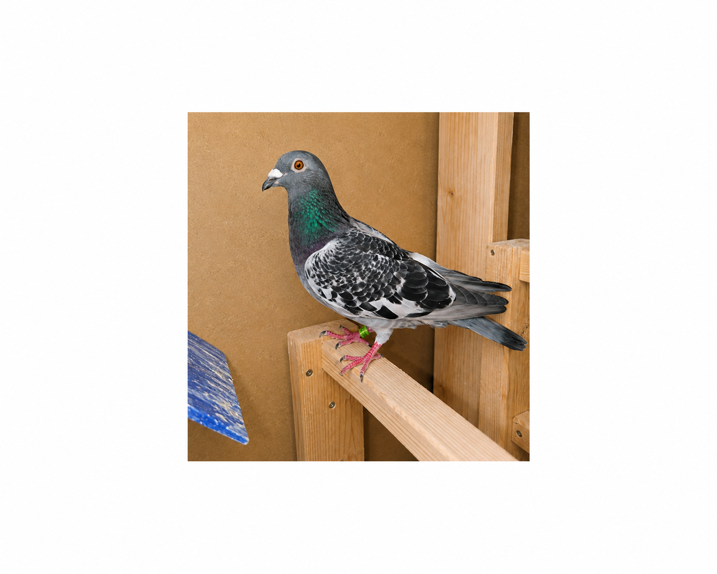 Leo Hereman, Rozier, Janssen. Beautiful bird. 