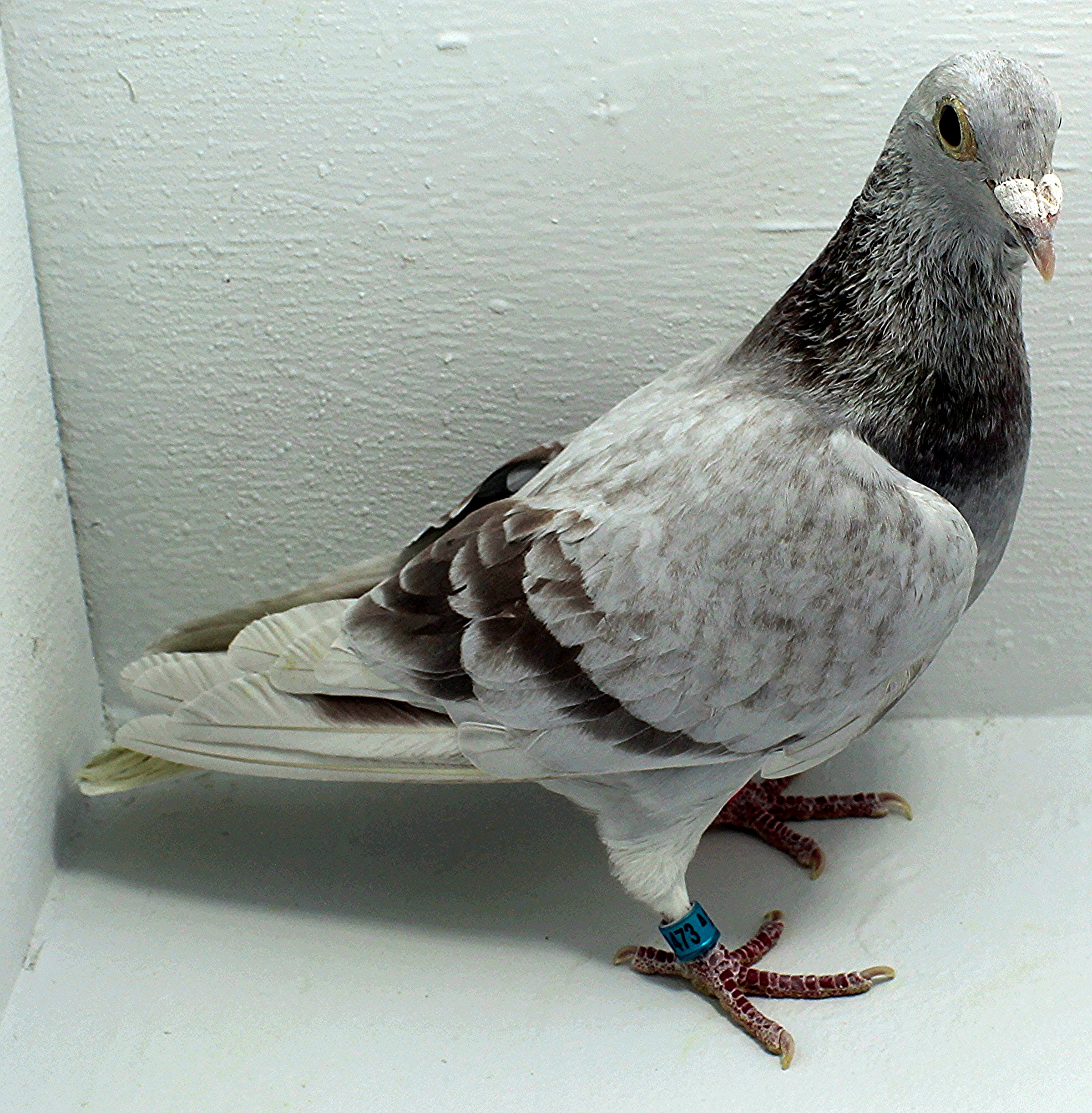 AU 41473 AA 2025 Pure Paul Sion