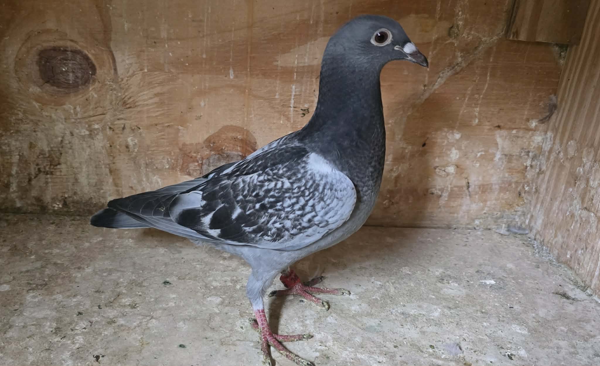 Late hatch 