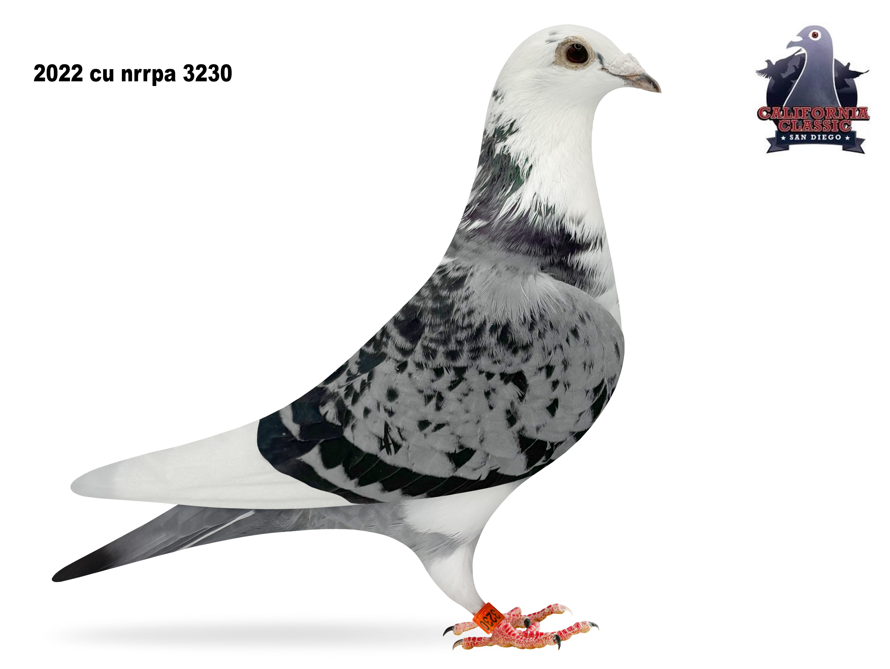 Lot 20. 2022 NRRPA 3230 Hen