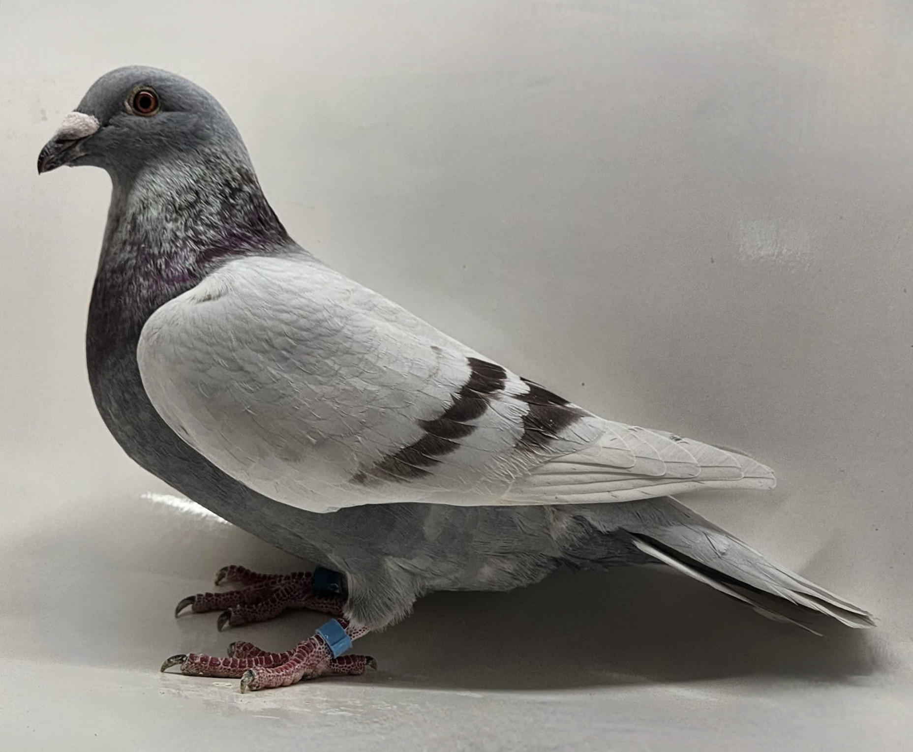 INBRED OLYMPIC ROSITA