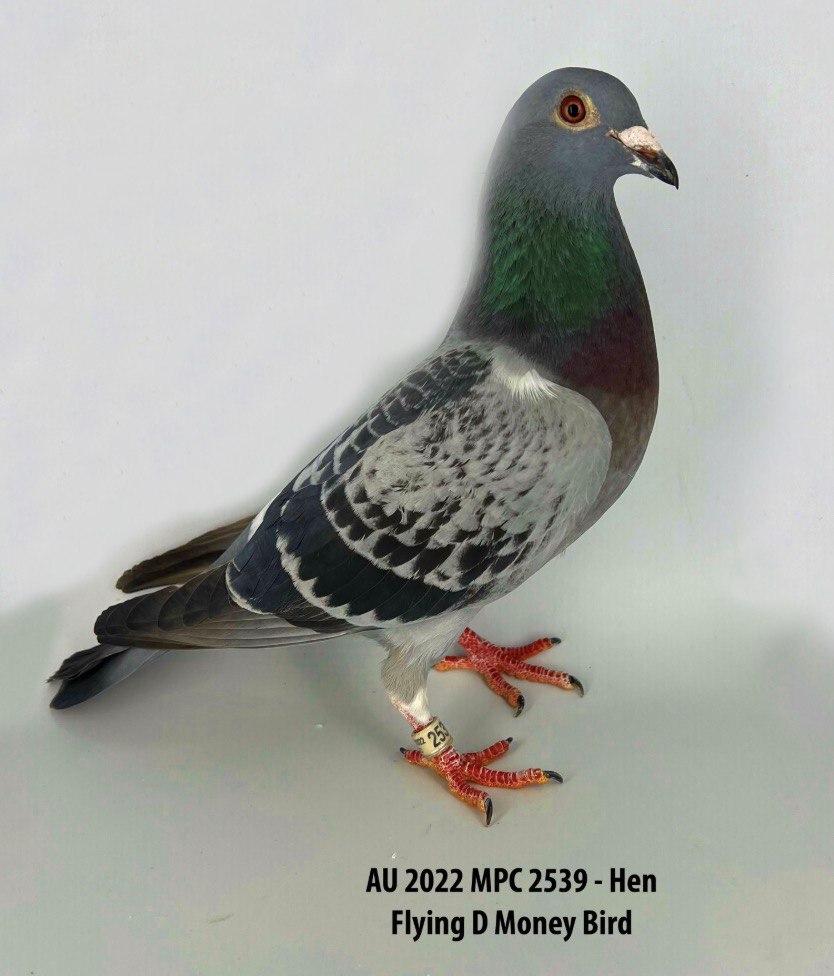 AU 2022 MPC 2539 BC Hen