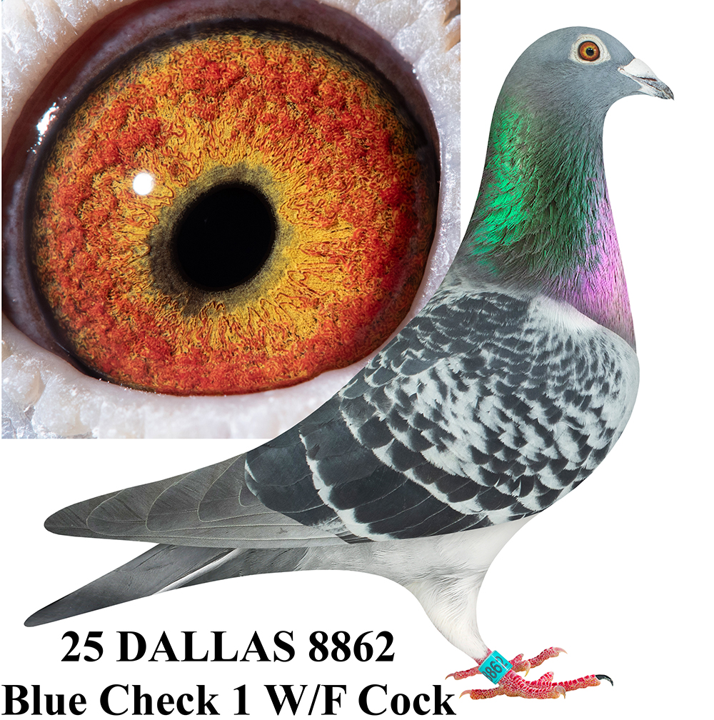 AU 2025 DALLAS 8862 BC1WF C