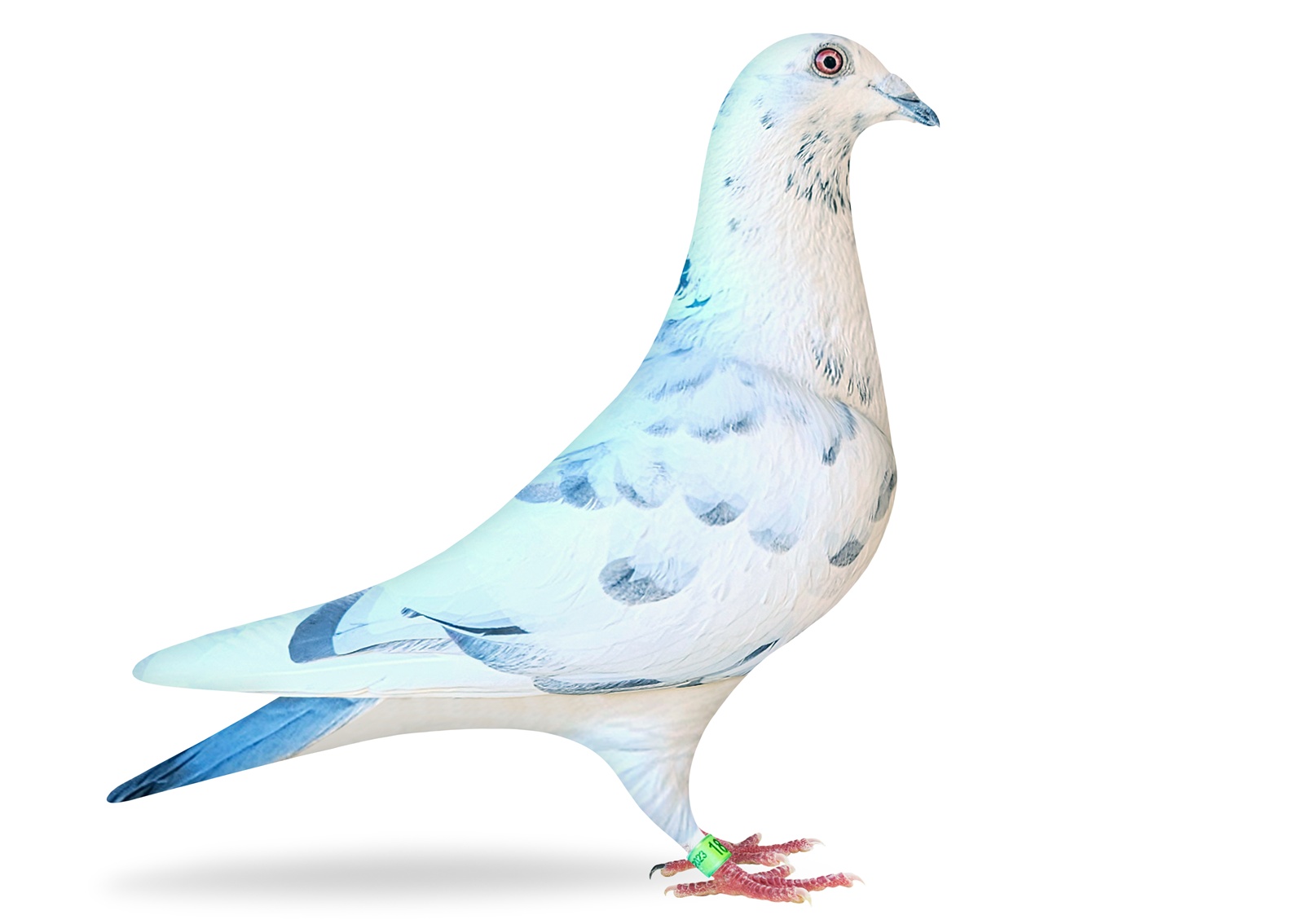 SUPER GREEK / STACKED  WOLVERINE HEN