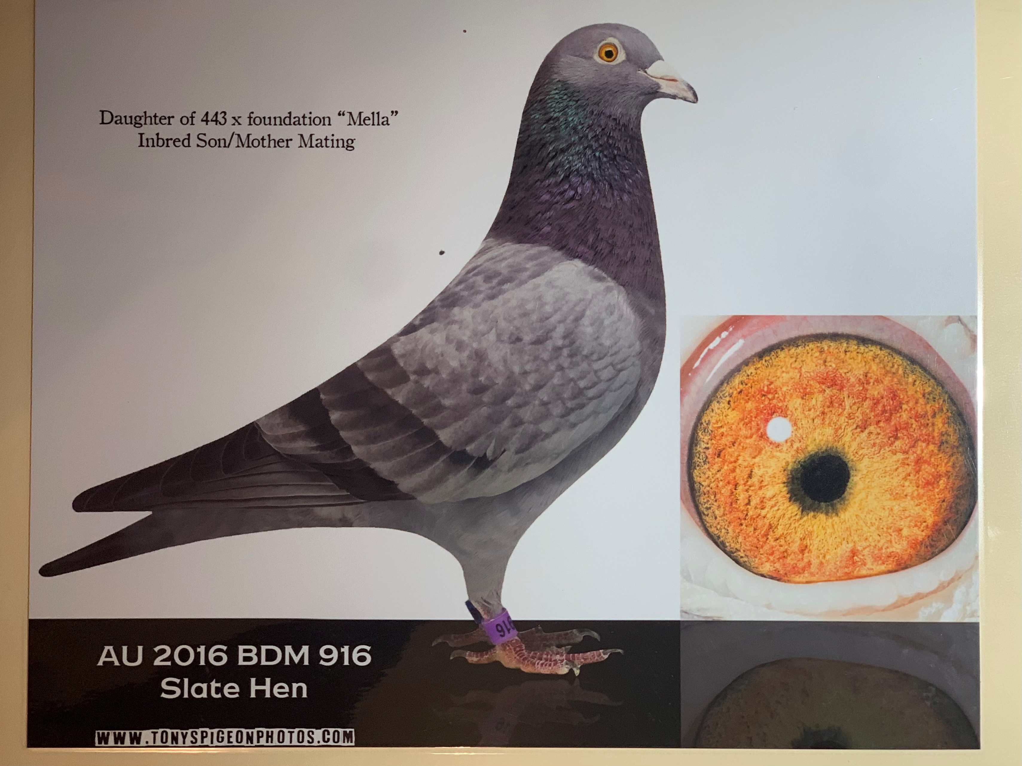 AU 16 BDM 916 GROENEVELD CROSS SLATE HEN 