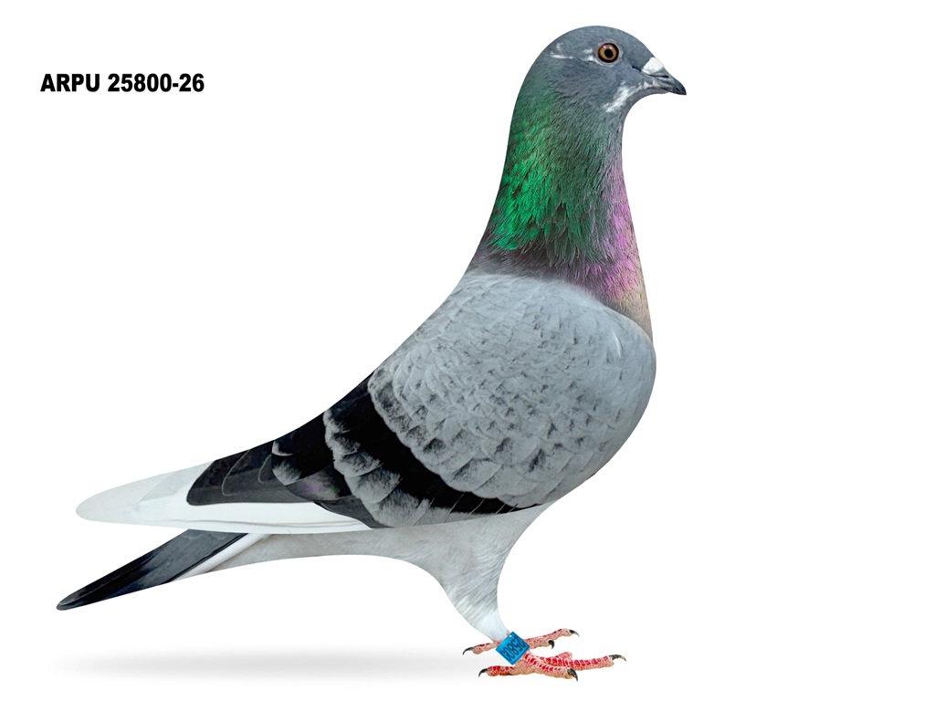 ARPU 25800-26 BBSPL COCK (1ST OFFERED)