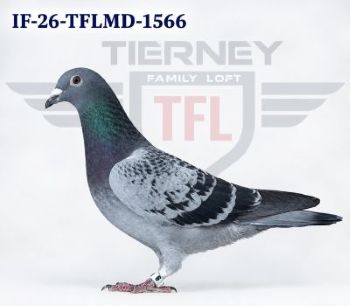 Puggle Sign iPigeon.com - Racing Pigeon Auction