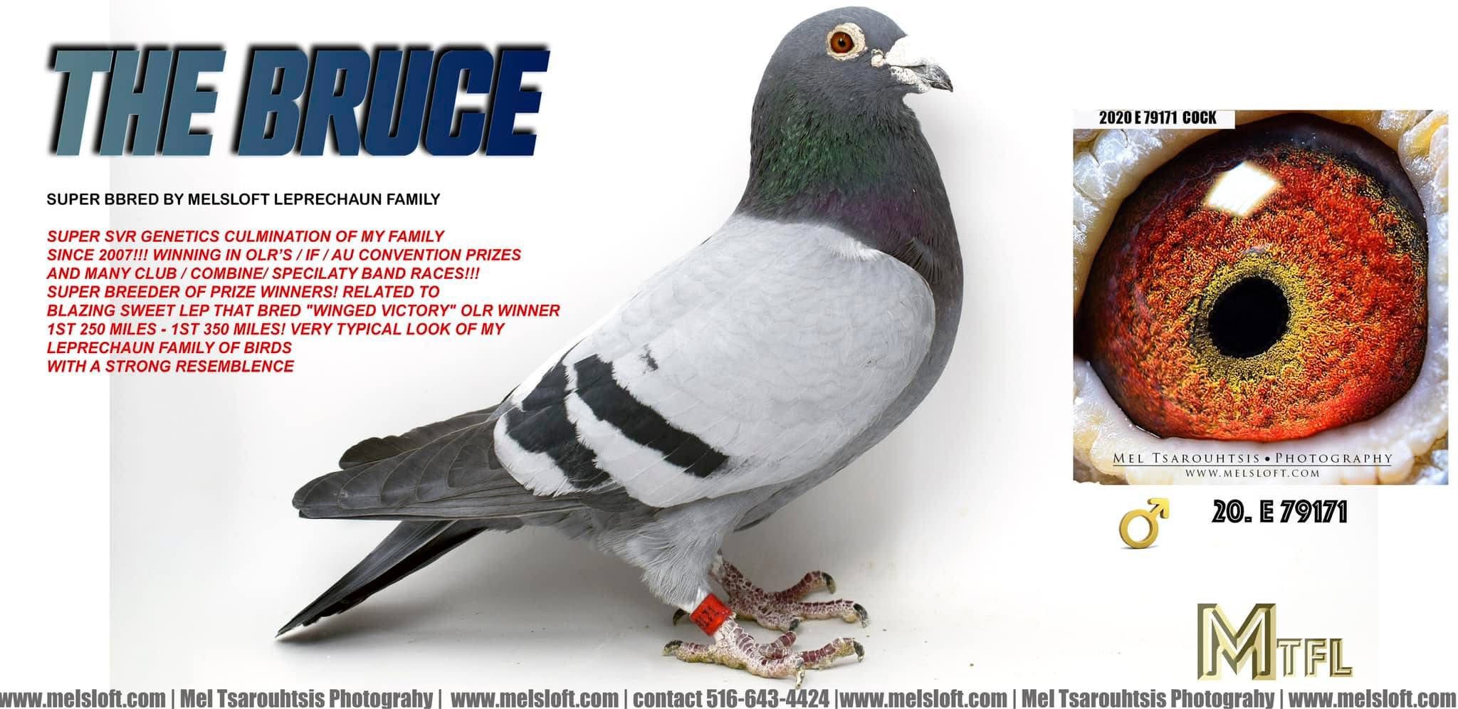 2020 E 79171 BBB COCK "THE BRUCE" PROVEN BREEDER BRO TO WINNERS AND REEDERS OF WINNERS!!