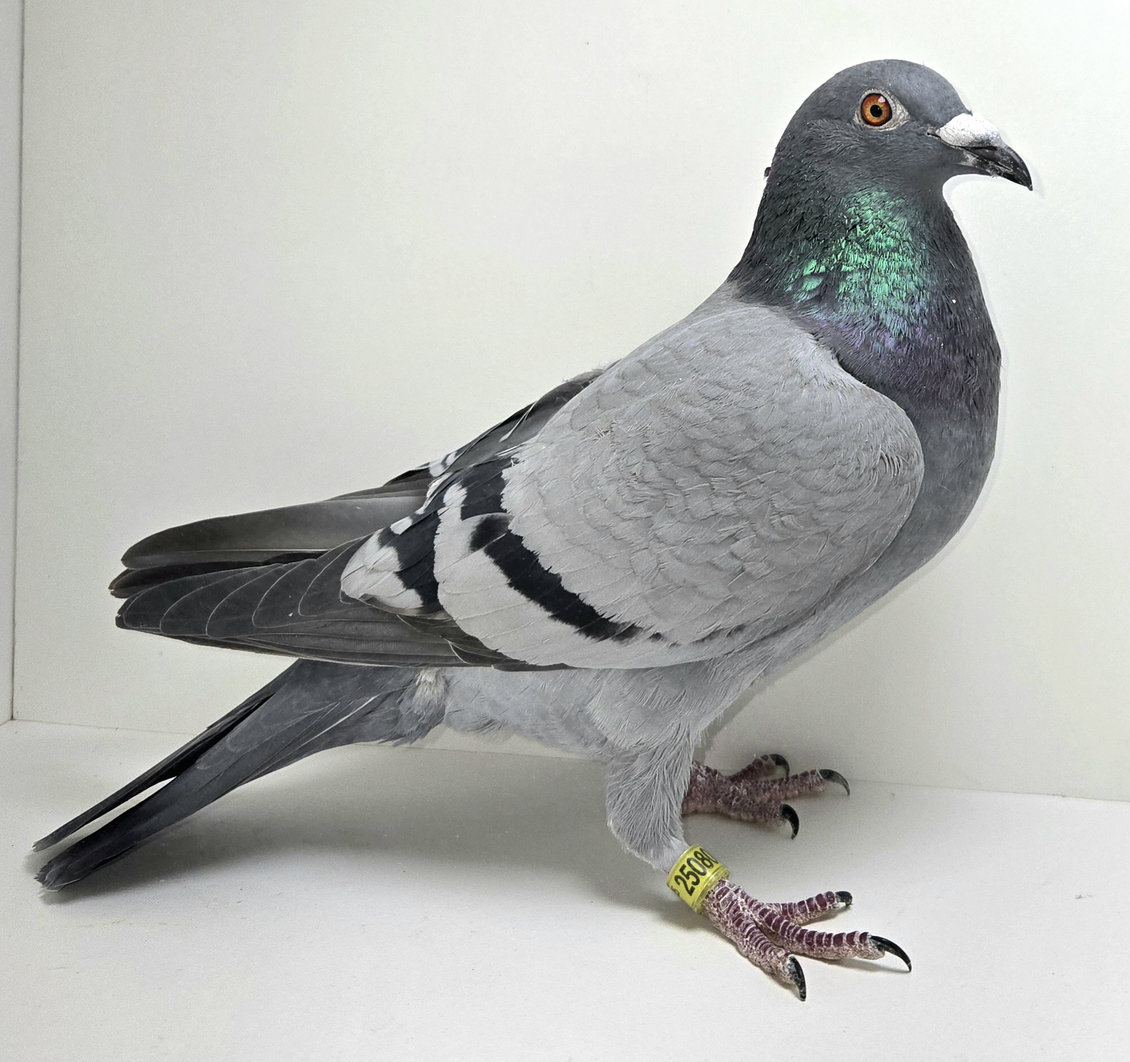 PEACH-25080-25 BB Hen