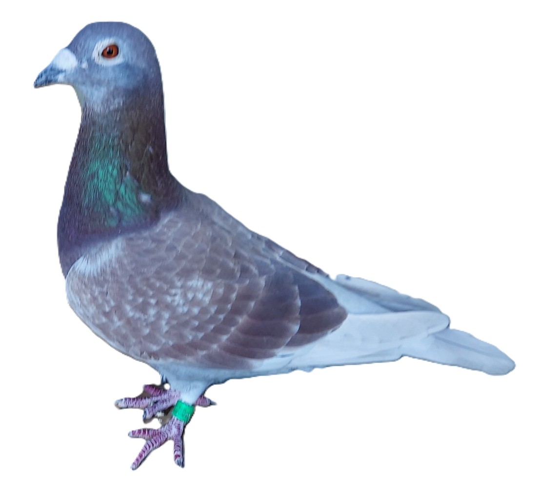100% Pure Janssen Cock