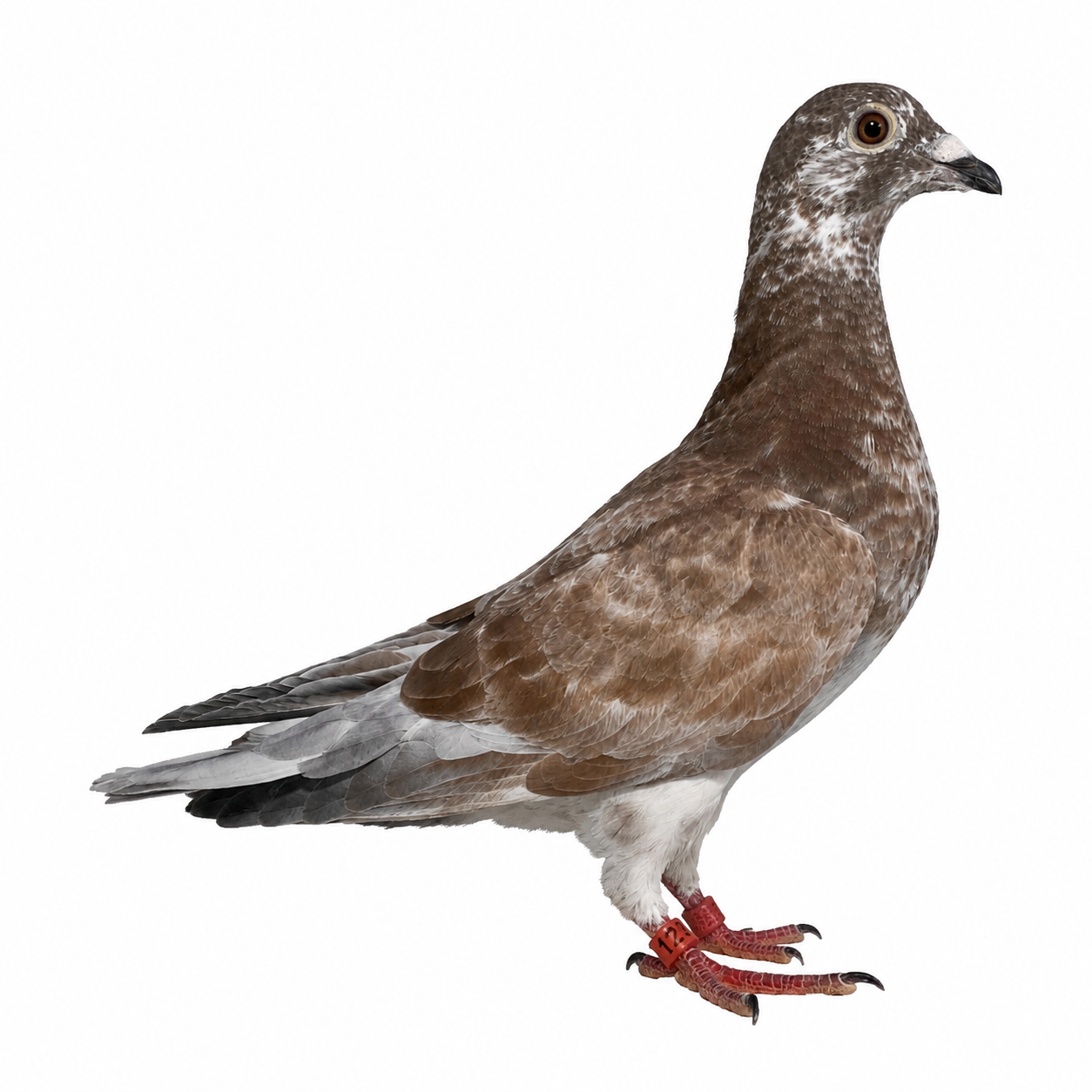Black foundation x recessive Meulemans 392