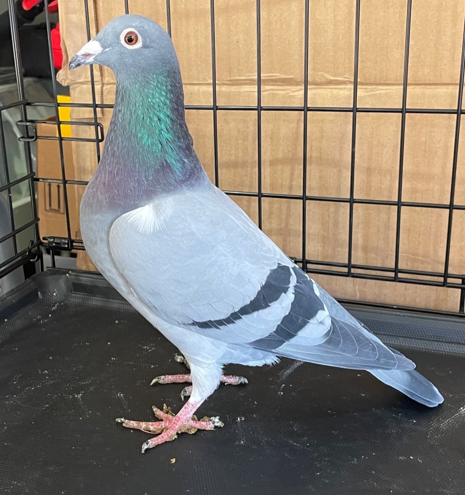 AU25-6891 - LATE HATCH