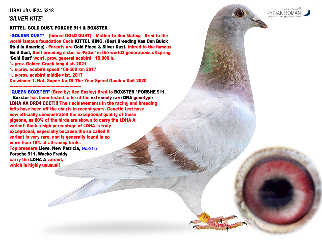 iPigeon.com - Racing Pigeon Auction