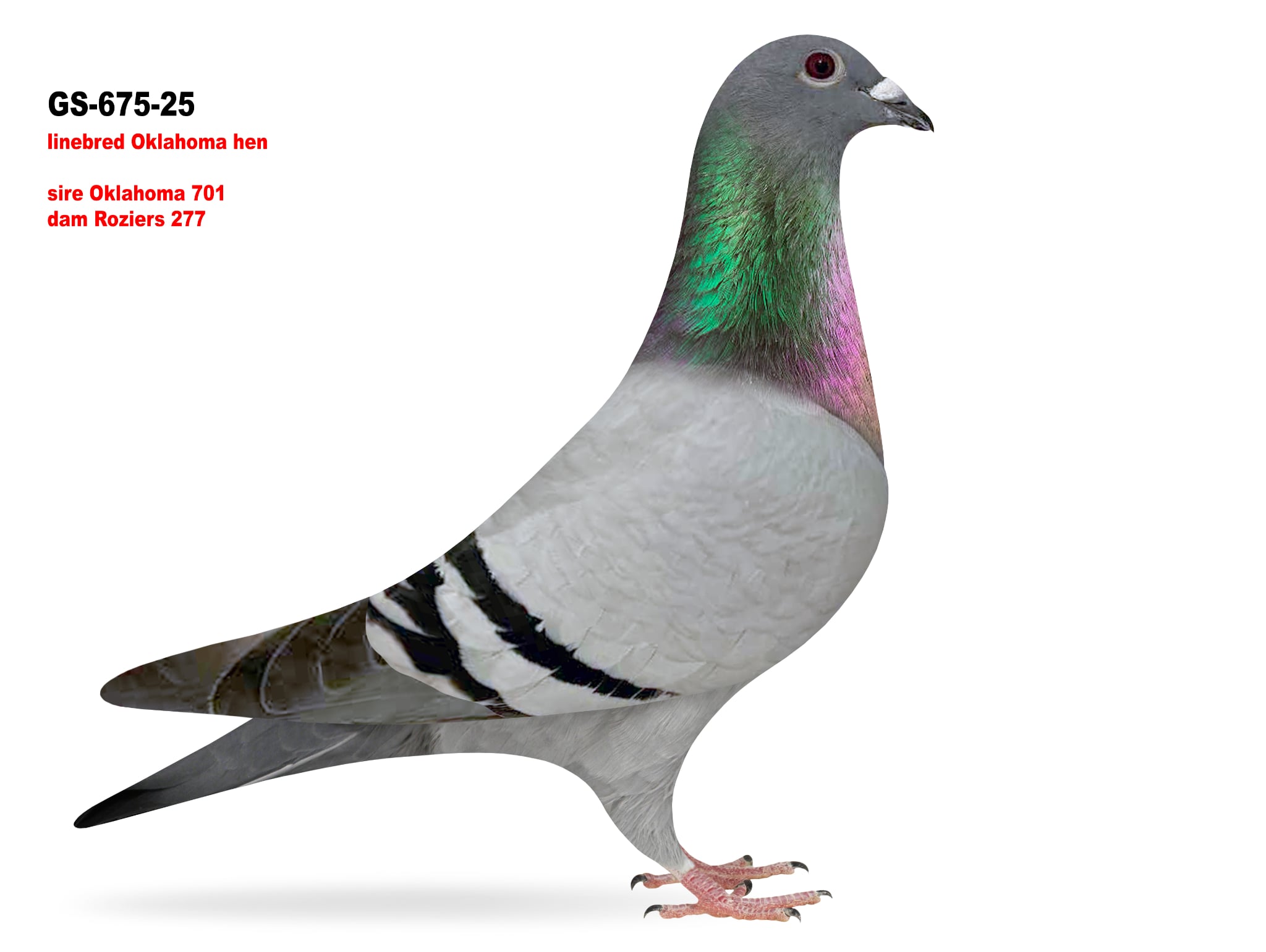 GS-675/25 Roziers Hen