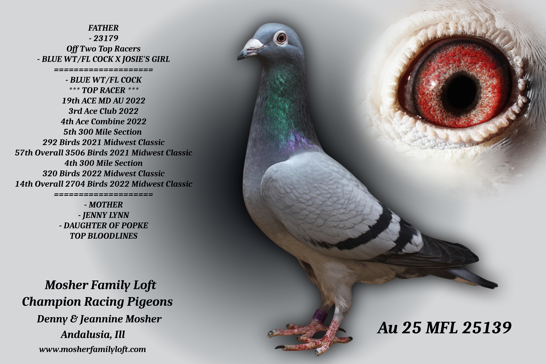 iPigeon.com - Racing Pigeon Auction